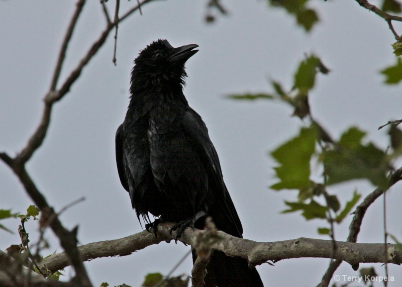 Crow after bath - ID: 10043485 © Terry Korpela
