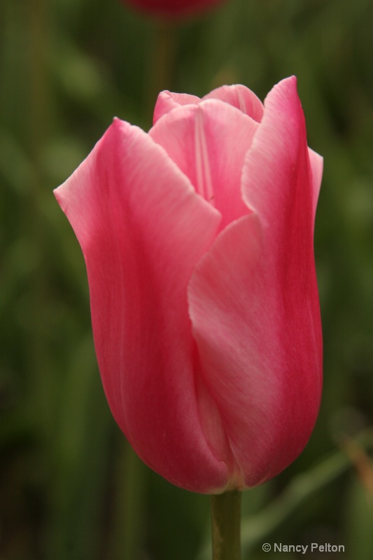 My Perfect Pink Tulip