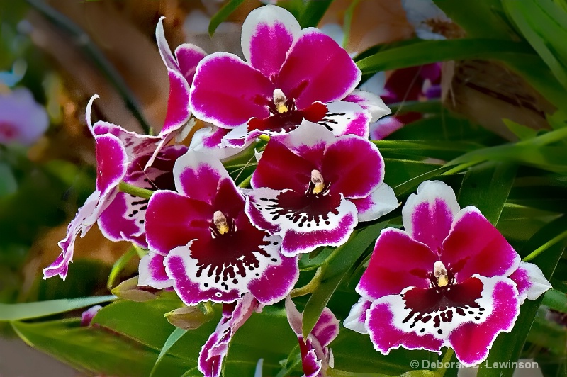 Orchids at Longwood - ID: 10045772 © Deborah C. Lewinson