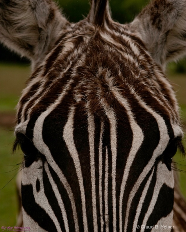 Natures real Zebra Print..