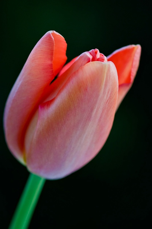 Evening Tulip
