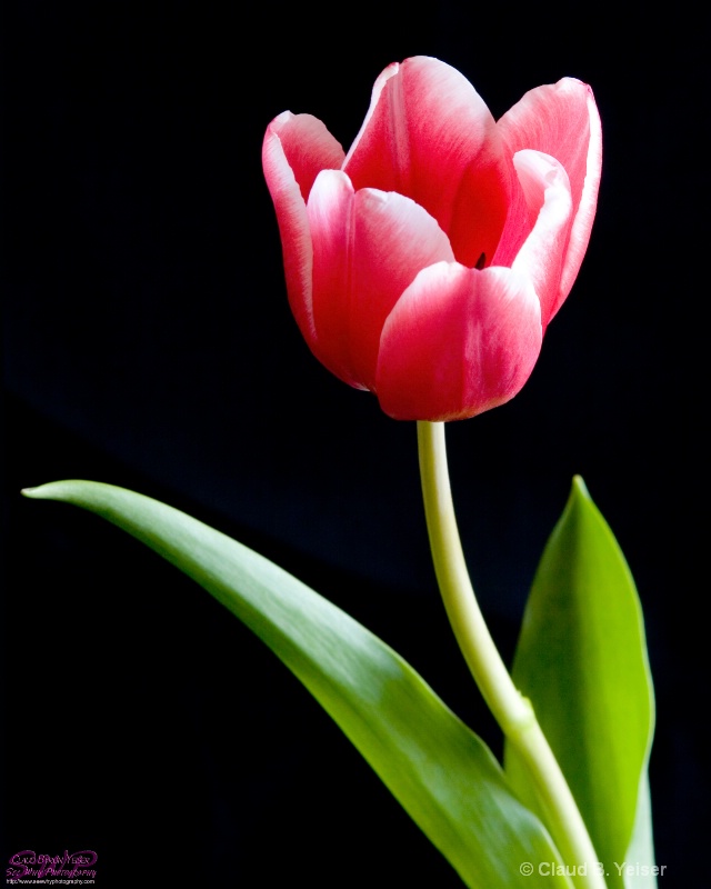 Portrait of a Tulip