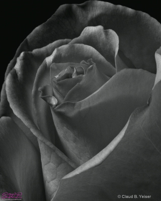 Portrait of a Rose in BW