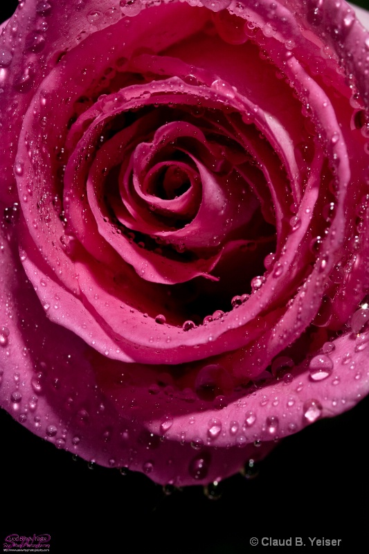 Pink rose with droplets