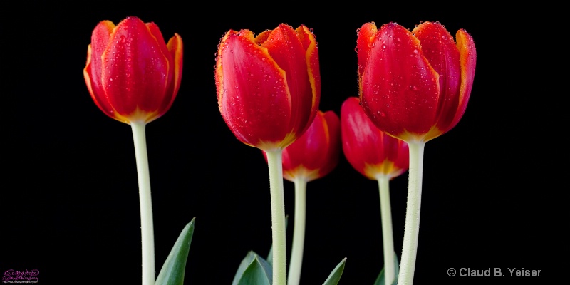 Tulip Triplets