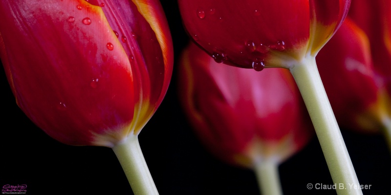 Swaying Tulips