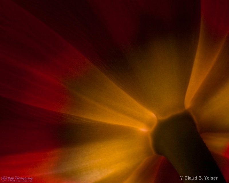 Glowing Tulip