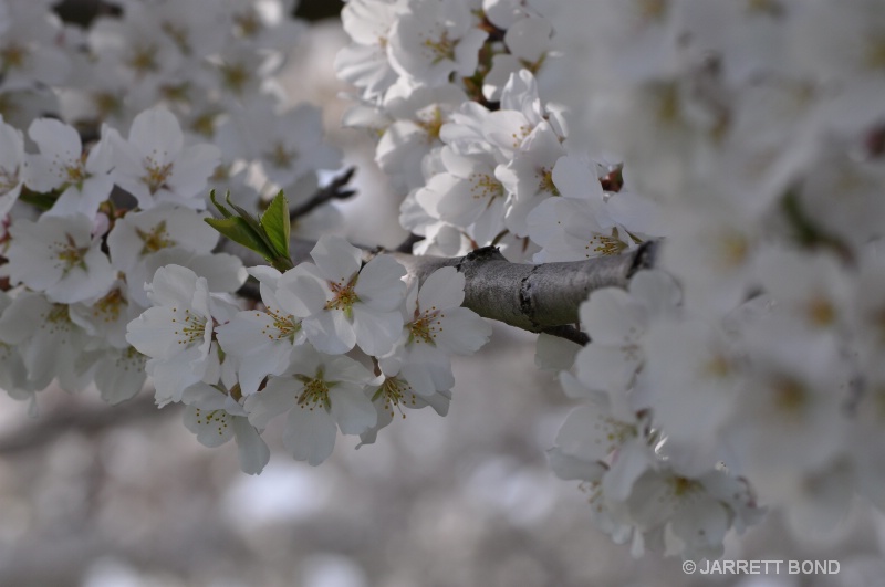 Cherry Blossoms 2010