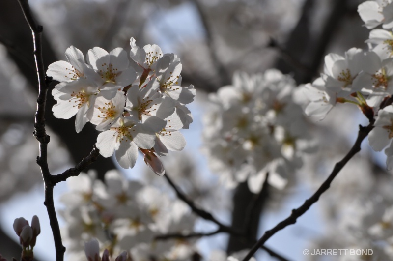 Cherry Blossoms 2