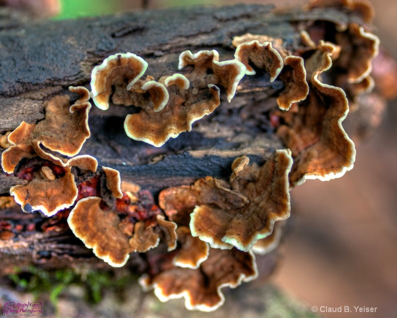 Brown Fungi on log