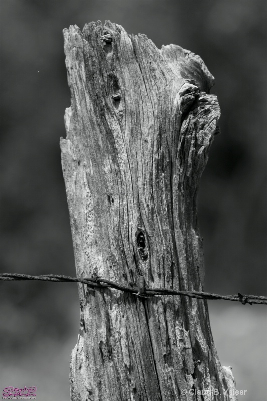 Close up of rustic Texas fence post.