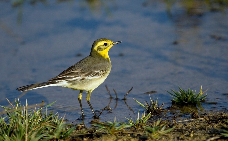 Yellow headed wagtail