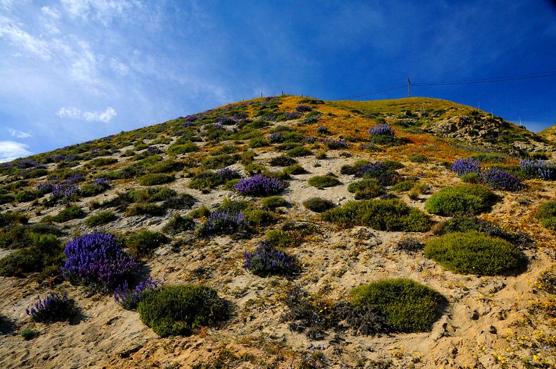 Splash of Purple - ID: 10048125 © Kathy Salerni