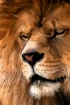 Lion Art 9