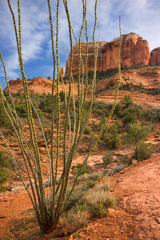 Ocotillo Cactus and Cathedral Rock - ID: 10048877 © Leslie J. Morris