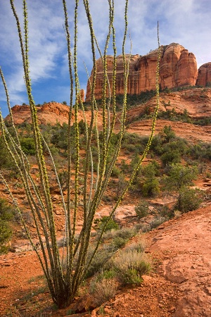 Ocotillo Cactus and Cathedral Rock