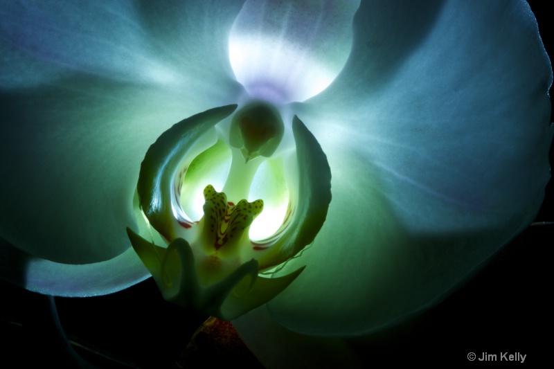 Orchid Silhouette