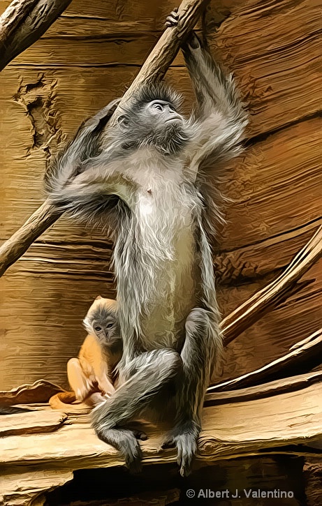 Silvered Langur Monkey - 1