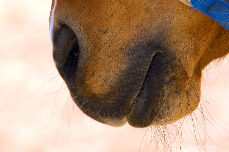 Horse Wiskers - ID: 10050198 © Sibylle Basel