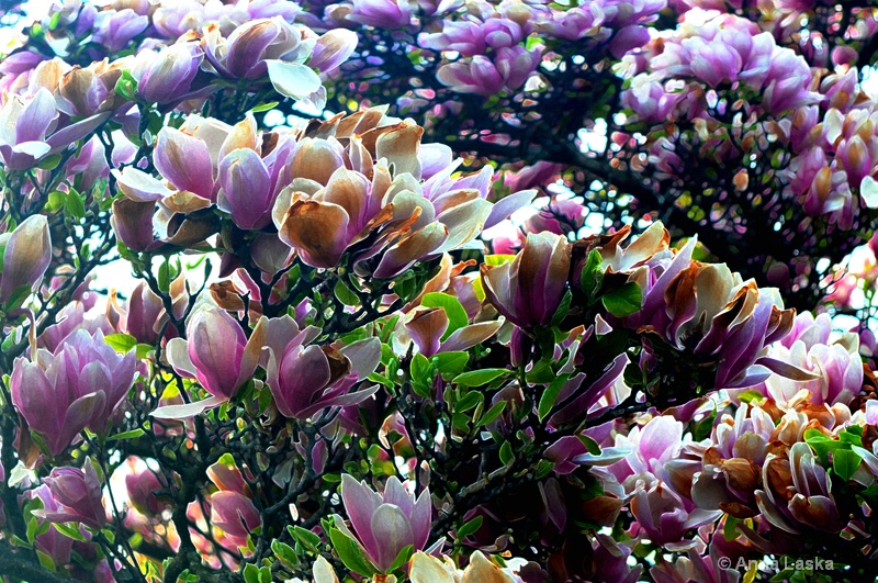 Spring beauties 1 - ID: 10050239 © Anna Laska