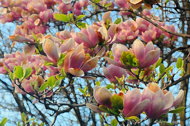 Spring beauties 3 - ID: 10050246 © Anna Laska
