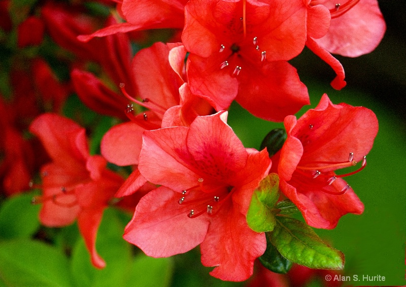 Red Azaleas