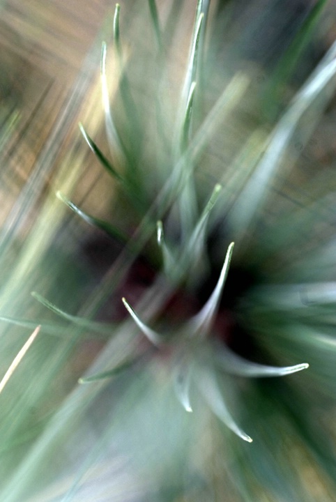 Abstract Pine