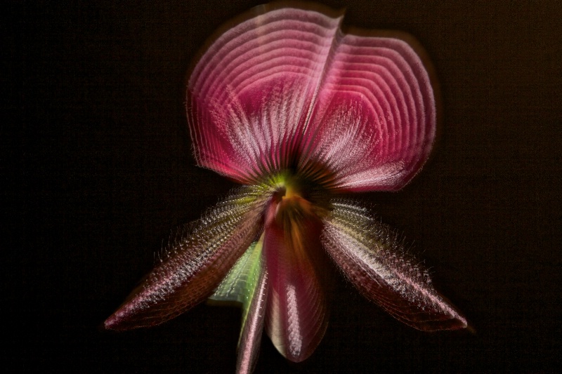 Paph orchid