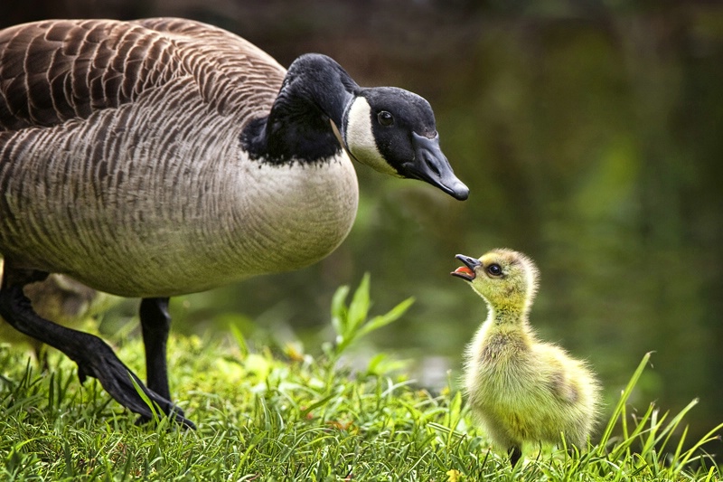 The  Joy of Motherhood!  