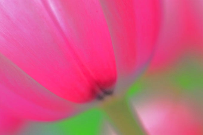 Tulip