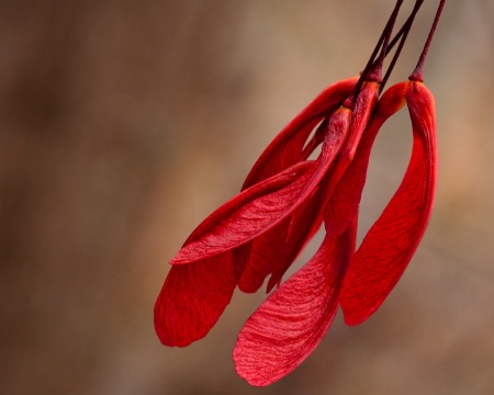 Swamp Maple Seeds