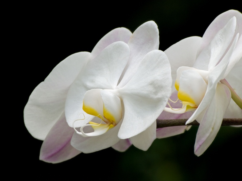 White Phalaenopsis 