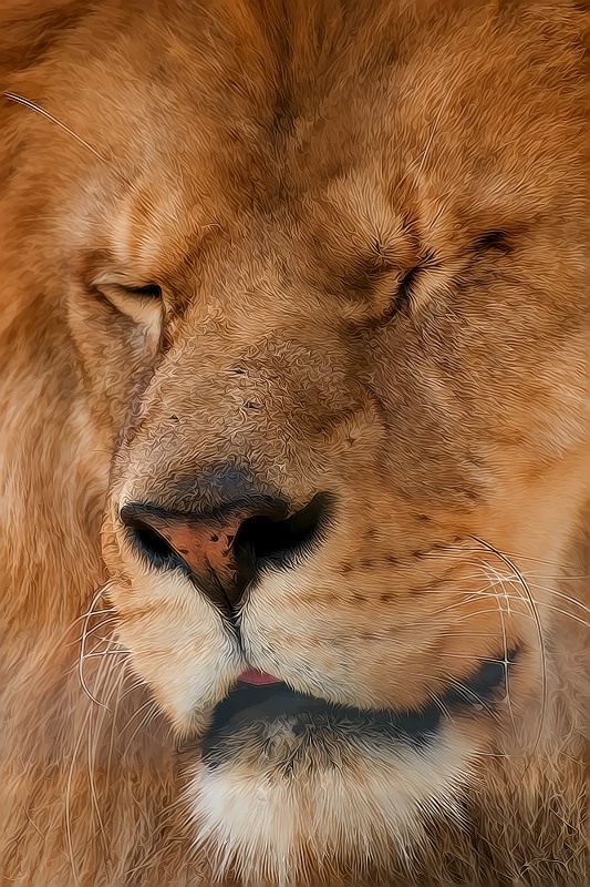 Lion Squint