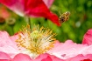 BEE-utiful