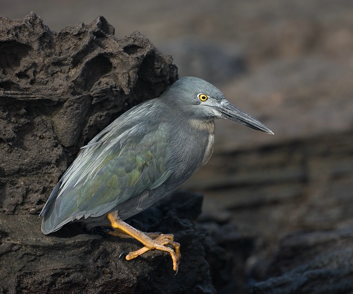 Lava Heron