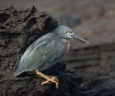 Lava Heron