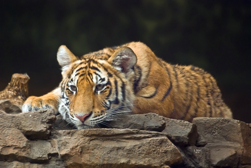 Resting Easy - Tiger Cub