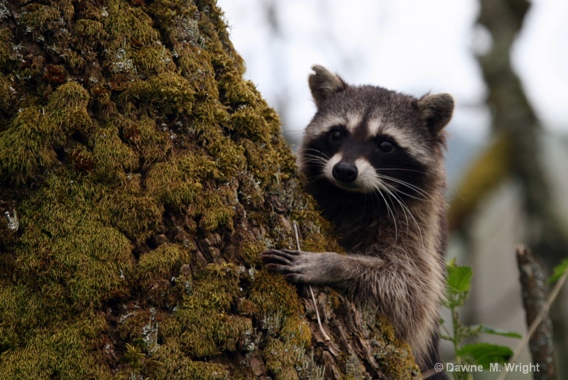 Peek-a-boo Raccoon