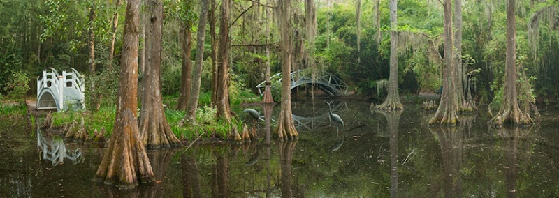 Cypress Swamp Pan 2, Magnolia Gardens - ID: 10057884 © Susan Milestone