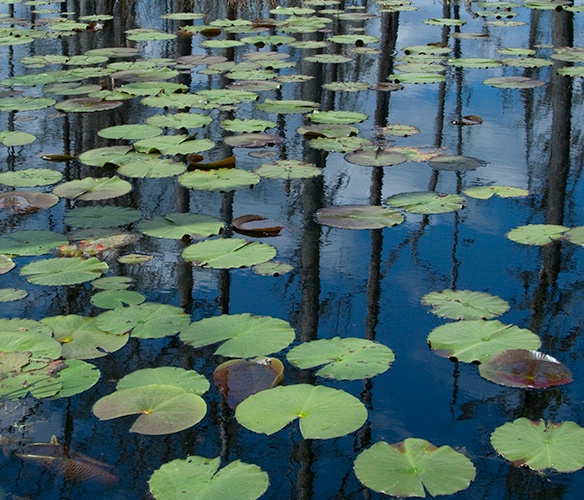Lily Pads & Reflection, Cypress Gardens - ID: 10057887 © Susan Milestone