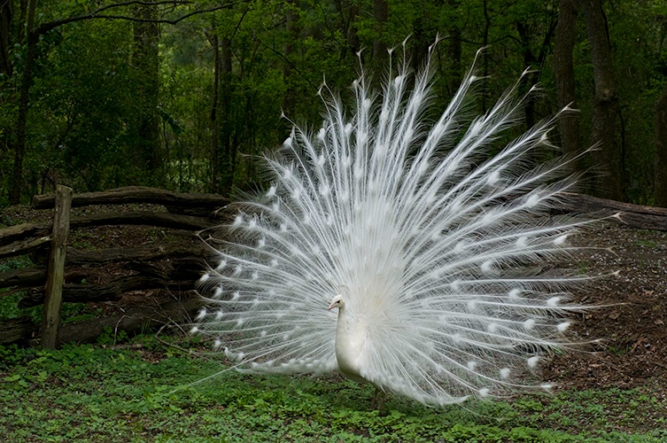 White Peacock, Magnolia Gardens - ID: 10057893 © Susan Milestone