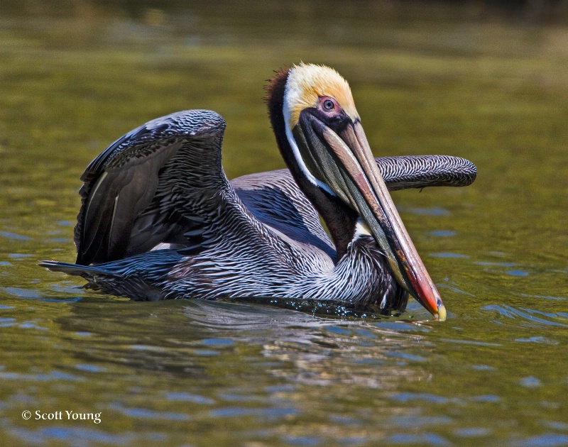 Brown Pelican Taking Off; Fort De Soto, Fla. - ID: 10058654 © Richard S. Young