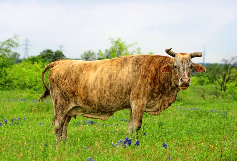 Cow