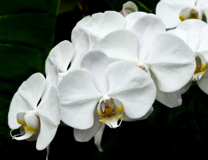 Phalaenopsis White Dream 2 