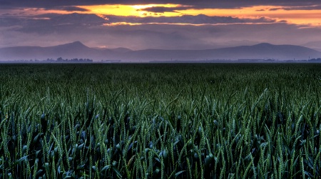 Dawn in the fields of Tulare