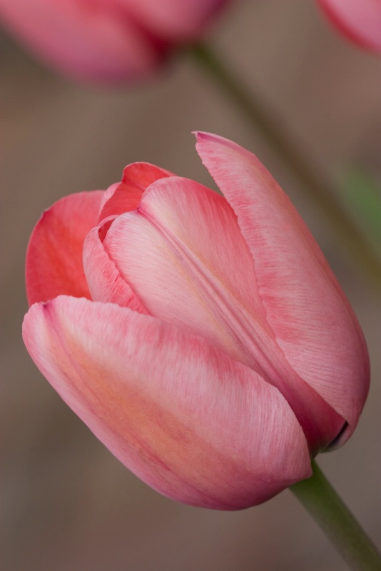 Tulip Desire