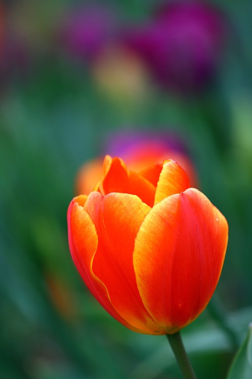 Biltmore Garden Tulip