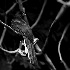 2The White-tailed Trogon - ID: 10061349 © Dana M. Scott
