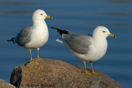 Ring-billed Gull Pair