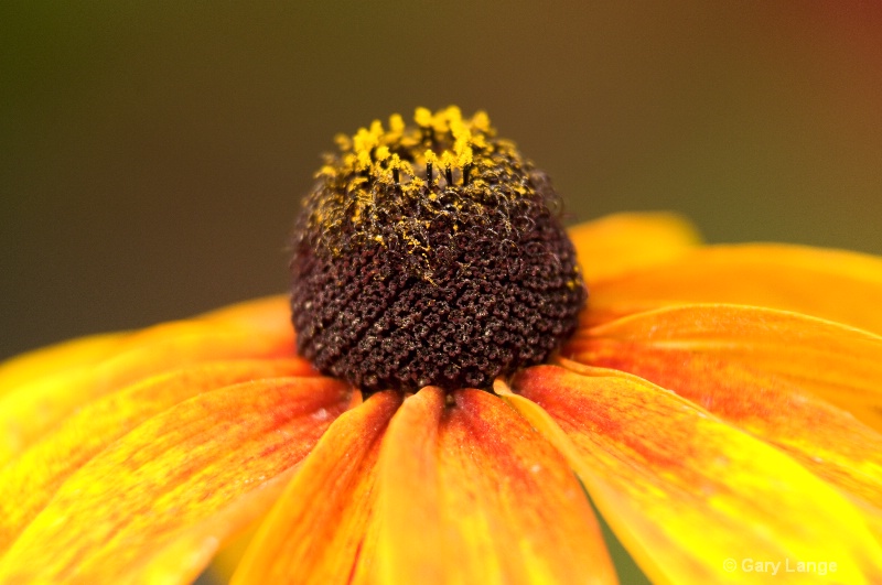 Yellow and red